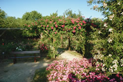 rose garden