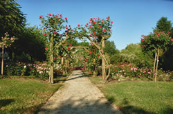 rose garden